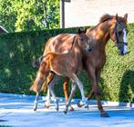 Super chique veulen van V-Power, Gechipt, Niet van toepassing, Dressuurpaard, 0 tot 2 jaar
