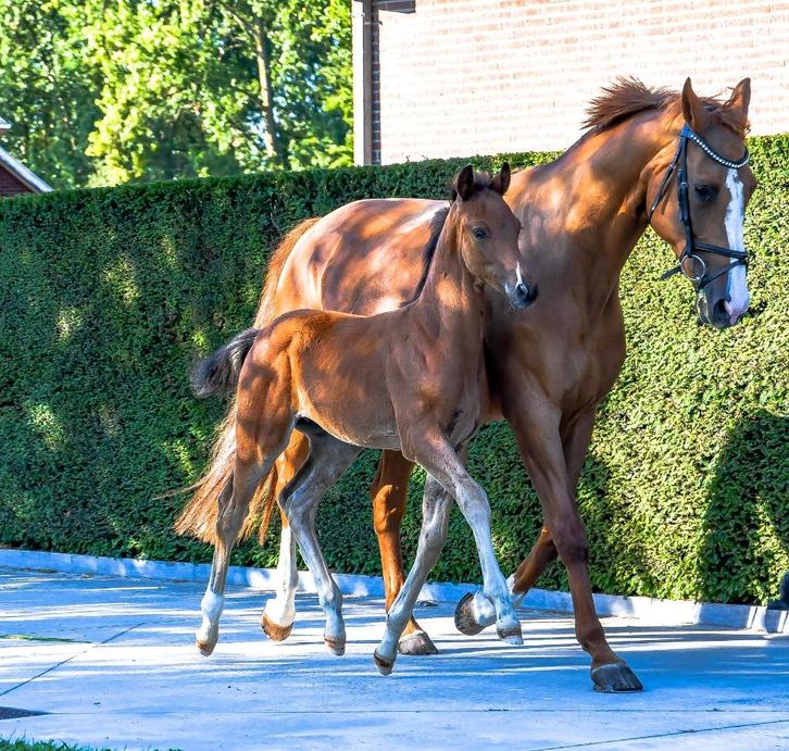 Super chique veulen van V-Power, Dieren en Toebehoren, Paarden, Hengst, Niet van toepassing, 170 tot 175 cm, 0 tot 2 jaar, Dressuurpaard