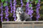 Mini Husky - Pomsky - Éleveur belge, Animaux & Accessoires, Chiens | Huskys, Loulous & Types primitifs, Plusieurs, Chien de traîneau