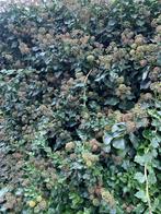 klimop rozen, Tuin en Terras, Planten | Tuinplanten, Ophalen, Vaste plant, Halfschaduw, Klimplanten