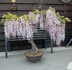 Bonsai Glycine - Wisteria, Tuin en Terras, Ophalen