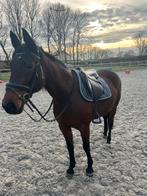 Lieve merrie te koop, Dieren en Toebehoren, Merrie, Zadelmak, Gechipt, 160 tot 165 cm