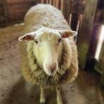 Schaap, Dieren en Toebehoren, Schapen, Geiten en Varkens, Vrouwelijk, Schaap
