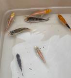Groep van 9 baby koi 4-7 cm eigen kweek, Dieren en Toebehoren, Vissen | Vijvervissen, Karper of Koi