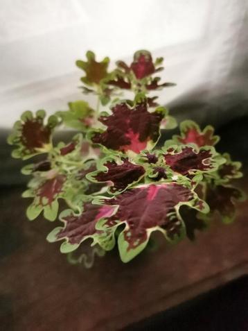 Coleus inky fingers, plant in goede gezondheid.  beschikbaar voor biedingen