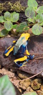 Dendrobates tinctorius Tumucumaque man, Animaux & Accessoires