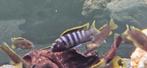 Labidochromis mbamba bay malawi cichliden hobbykweek, Dieren en Toebehoren, Vis, Zoetwatervis