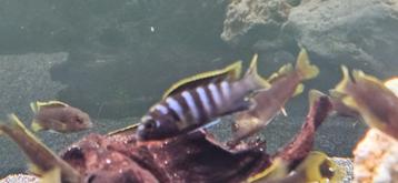 Labidochromis mbamba bay malawi cichliden hobbykweek  beschikbaar voor biedingen