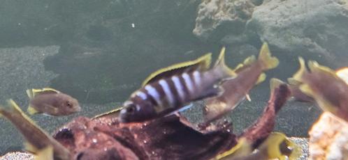 Labidochromis mbamba bay malawi cichliden hobbykweek, Dieren en Toebehoren, Vissen | Aquariumvissen, Zoetwatervis, Vis