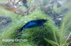 Blue Zebra Neocaridina Garnalen * Oudenburg, Dieren en Toebehoren