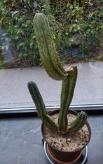 San Pedro cactus , Echinopsis Pachanoi, Cactus, Enlèvement