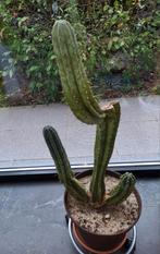 San Pedro cactus , Echinopsis Pachanoi, Cactus, Ophalen