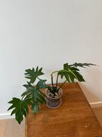 Philodendron Radiatum, Ophalen of Verzenden