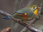 Bewezen kweekkoppel Japanse nachtegaal, Dieren en Toebehoren, Meerdere dieren, Tropenvogel