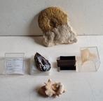 Grote fossiel, koraal, Jasper & Calcite cobalt, Verzamelen, Ophalen of Verzenden, Fossiel