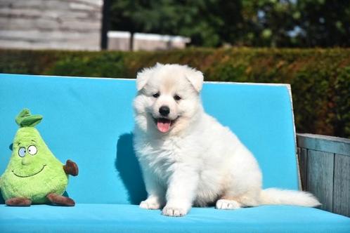 Zwitserse Witte Herder pup, Dieren en Toebehoren, Honden | Herdershonden en Veedrijvers, Teef, Herder, Fokker | Professioneel