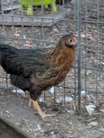 Zwarte  legkippen, Dieren en Toebehoren, Pluimvee