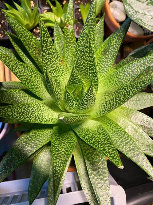 Aristaloe aristata jonge plantjes, Huis en Inrichting, Kamerplanten, Vetplant, Minder dan 100 cm, Bloeiende kamerplant, Volle zon