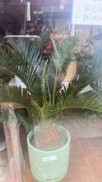 Cycas revoluta 17€, Ophalen