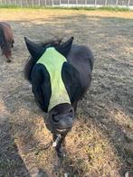 Shetlanders, Dieren en Toebehoren, Ingeënt