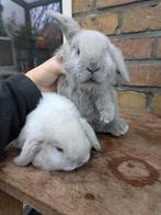 Nederlands dwerghangoor, Meerdere dieren, Dwerg, Hangoor, 0 tot 2 jaar