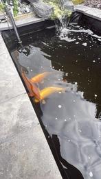 Koi’s en steur, Dieren en Toebehoren, Vissen | Vijvervissen, Karper of Koi