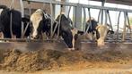 Dekstier HF, Mannelijk, 0 tot 2 jaar