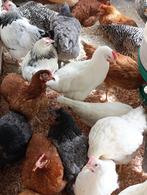 jonge kippen in 7 kleuren en rassen vanaf 10 euro, Vrouwelijk, Kip