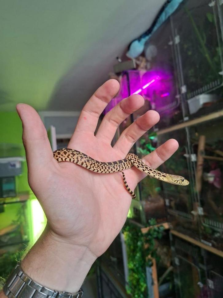 Bullsnake/Pituophis Catenifer Sayi 0.0.1, Dieren en Toebehoren, Reptielen en Amfibieën, Slang, 0 tot 2 jaar, Tam