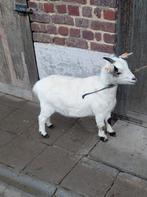 Mini dwerggeit, Dieren en Toebehoren