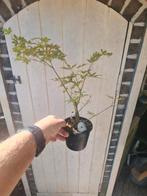 Acer Sangokaku niet geënt, Tuin en Terras, Planten | Bomen, Ophalen