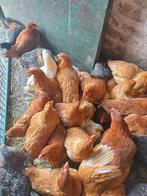 Poules pondeuses t