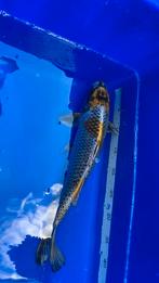 Kogane ochiba, Dieren en Toebehoren, Vissen | Vijvervissen