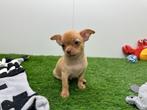 Chihuahua pups, Dieren en Toebehoren, Honden | Chihuahua's en Gezelschapshonden, België, 8 tot 15 weken, CDV (hondenziekte), Meerdere