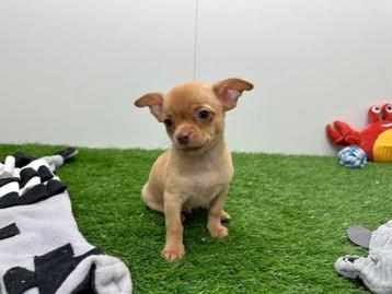Chihuahua pups, Dieren en Toebehoren, Honden | Chihuahua's en Gezelschapshonden, België, 8 tot 15 weken, CDV (hondenziekte), Meerdere