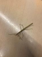 Wandelende takken gratis, Dieren en Toebehoren, Wandelende tak