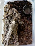 Prachtige Leachianus jongen, Dieren en Toebehoren, Reptielen en Amfibieën