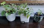 Peperomia in pot, Huis en Inrichting, Kamerplanten, In pot, Ophalen