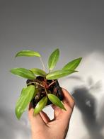 Philodendron painted lady, Ophalen
