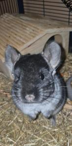 Chinchilla vrouwtje