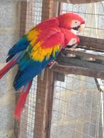 Geelvleugel aras, Dieren en Toebehoren, Vogels | Parkieten en Papegaaien, Tam