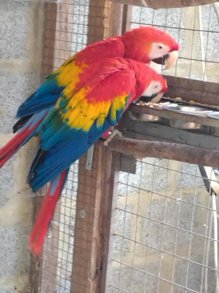 Geelvleugel aras, Dieren en Toebehoren, Vogels | Parkieten en Papegaaien, Tam