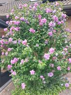 Zeeer grote hibiscus struik met zeer veel paarse bloemen, Tuin en Terras, Ophalen