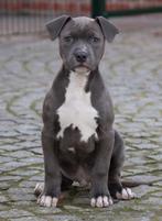 Chiots Stafford américains, American Staffordshire Terrier, Plusieurs, Parvovirose, Belgique