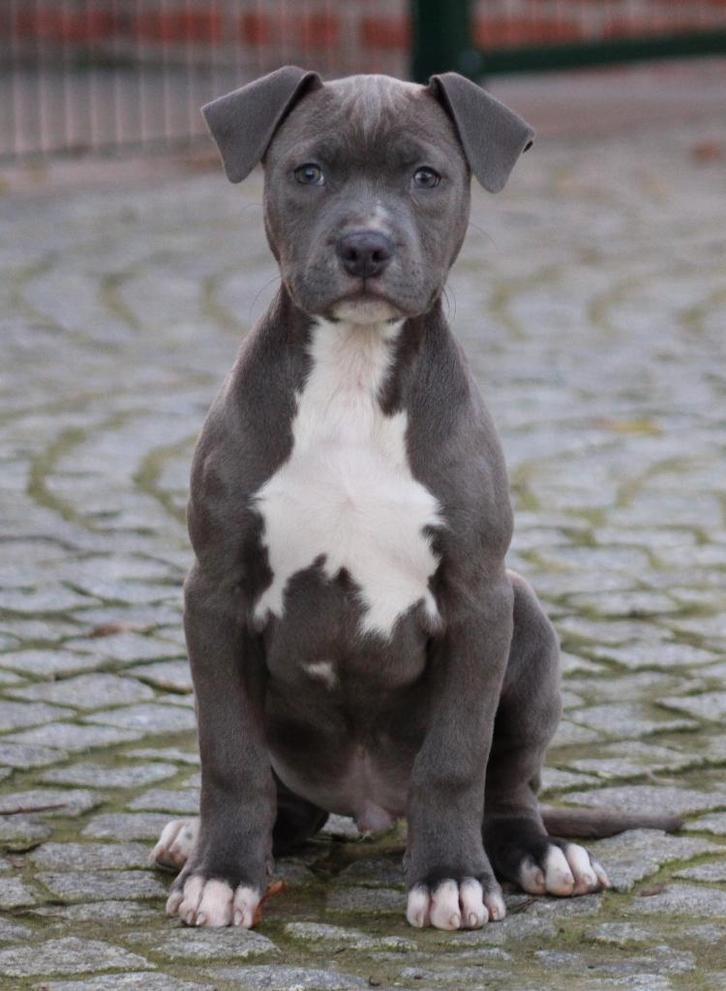 Chiots Stafford américains, Animaux & Accessoires, Chiens | Jack Russell & Terriers, Plusieurs animaux, American Staffordshire Terrier