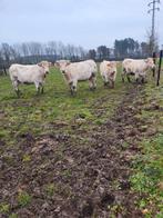 4 drachtige charolais koeien, Dieren en Toebehoren