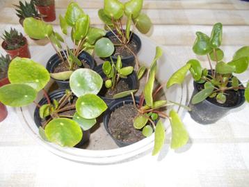 Pannekoekenplantjes & Aloë Vera plantjes beschikbaar voor biedingen