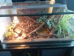 Terrarium 80x40x40 et son habitant., Dieren en Toebehoren, Ophalen, Gebruikt, Terrarium of Paludarium