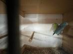 Koppel forpussen, Dieren en Toebehoren, Meerdere dieren, Dwergpapegaai of Agapornis