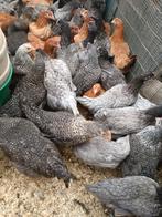 vleeshaantjes 3 maand 2 kg kabir , cou nu , koekoek, Dieren en Toebehoren, Mannelijk, Kip